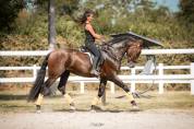 Cheval d'exception PRE