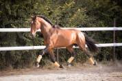 Cheval d'exception PRE