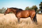 Cheval d'exception PRE