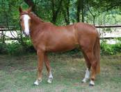 Merrie Franse rijpony PFS Te koop 2022 Lichte manen en staart ,  Karacho Buiss
