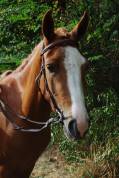 Merrie Franse rijpony PFS Te koop 2022 Lichte manen en staart ,  Karacho Buiss