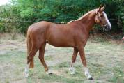 Merrie Franse rijpony PFS Te koop 2022 Lichte manen en staart ,  Karacho Buiss