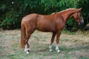Merrie Franse rijpony PFS Te koop 2022 Lichte manen en staart ,  Karacho Buiss