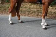 Merrie Franse rijpony PFS Te koop 2022 Lichte manen en staart ,  Karacho Buiss