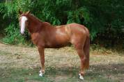 Merrie Franse rijpony PFS Te koop 2022 Lichte manen en staart ,  Karacho Buiss