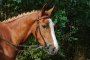 Merrie Franse rijpony PFS Te koop 2022 Lichte manen en staart ,  Karacho Buiss