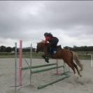 Poney de sport à vendre - pfs de 10 ans 