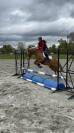 Poney de sport à vendre - pfs de 10 ans 