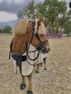 Poney de sport à vendre - pfs de 10 ans 