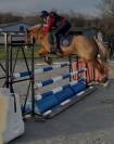 Poney de sport à vendre - pfs de 10 ans 