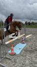 Poney de sport à vendre - pfs de 10 ans 