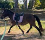 Poney B pour famille ou poney club 