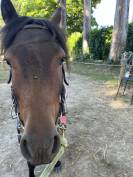 Poney B pour famille ou poney club 