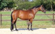 Cavalla KWPN Cavallo da Sport Neerlandese In vendita 2016 Baio ,  EYE CATCHER