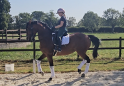 Cavalla KWPN Cavallo da Sport Neerlandese In vendita 2016 Baio ,  EYE CATCHER