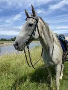 Cheval AQPS 14 ans 