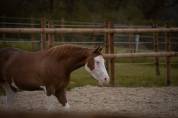 Quarter horse 