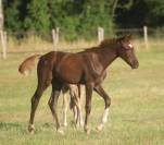 Magnifique pouliche de dressage