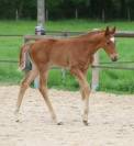 Magnifique pouliche de dressage