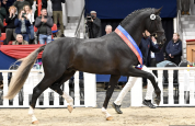 Magnifique pouliche de dressage