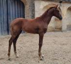 Magnifique pouliche de dressage