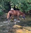 Magnifique pouliche de dressage