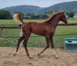 Magnifique pouliche de dressage