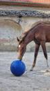 Magnifique pouliche de dressage
