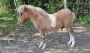 Foal 2025 pie bai silver dun