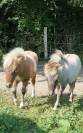 Foal 2025 pie bai silver dun