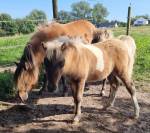 Foal 2025 pie bai silver dun