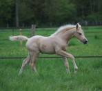 Pouliche palomino de dressage
