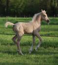 Pouliche palomino de dressage