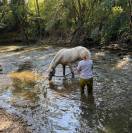 Pouliche palomino de dressage