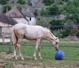 Pouliche palomino de dressage