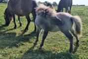 Tamy Day du Brin d'Herbe 