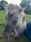 Tamy Day du Brin d'Herbe 