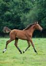 Foal Diamant * Kannan souche First de Launay 