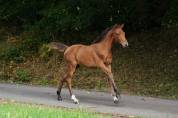 Foal Diamant * Kannan souche First de Launay 