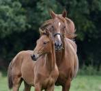 Foal Diamant * Kannan souche First de Launay 