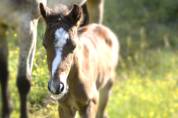 Potro New Forest En venta 2025 Bayo moreno por Othello De Rocamadour