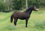 Filly New Forest For sale 2024 Dark Bay