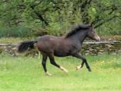 Filly New Forest For sale 2024 Dark Bay