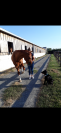 Cheval à vendre pour prêt retraite 