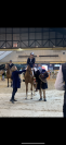 Cheval à vendre pour prêt retraite 