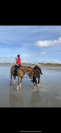 Cheval à vendre pour prêt retraite 