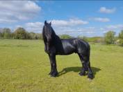 Frison femelles 1ans et 2ans