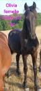 Frison femelles 1ans et 2ans