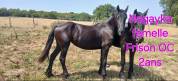 Frison femelles 1ans et 2ans