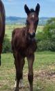 Poulain sf sport 